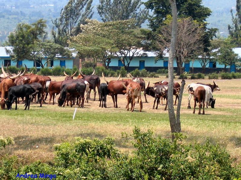 Sfondi Africa Butembo-Beni (26)_ridimensionare.jpg